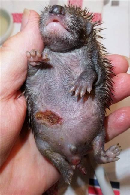 Gesicht zerfetzt, Beine abgetrennt: Dortmunds Gärten als Igel-Alptraum Ein junger Igel, der von einem Gartengerät verletzt wurde. Vielfach sind die Wunden sogar noch schlimmer und führen zum Tod der Tiere.