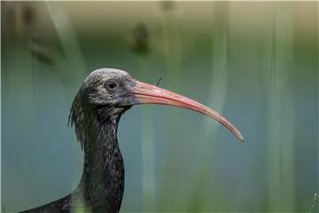 Ein junger Waldrapp sitzt während einer Trainingspause auf einer Wiese. Foto: Felix Kästle/dpa