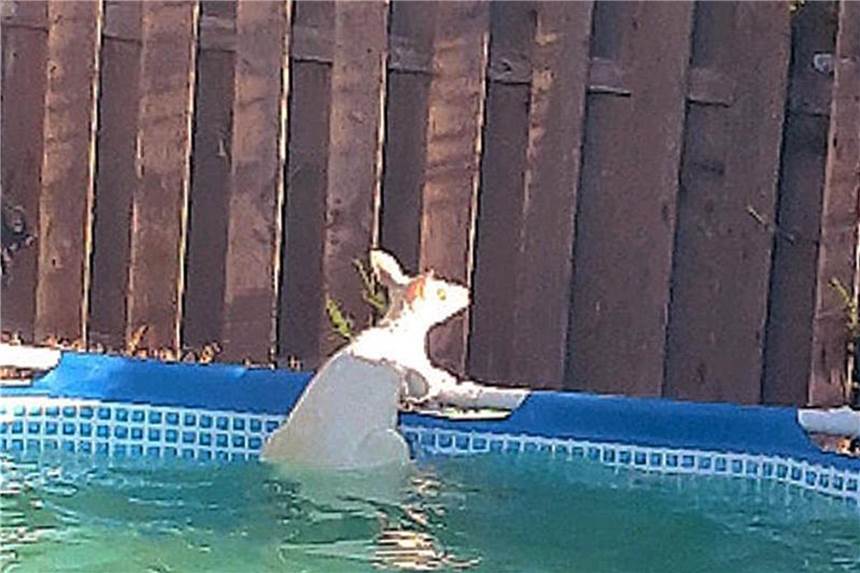Känguru büxt aus und landet in Swimmingpool Ein Känguru geht baden. Foto: Polizei Dortmund