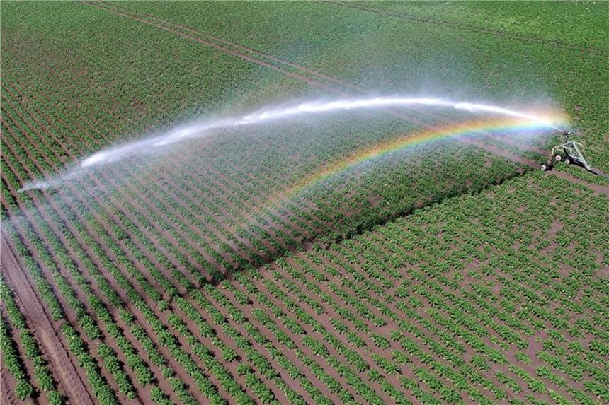 Trockenheit: Landwirte befürchten Ertragseinbußen Ein Kartoffelacker wird von einer Beregnungsanlage mit Wassser versorgt. Foto: Henning Kaiser/Archiv