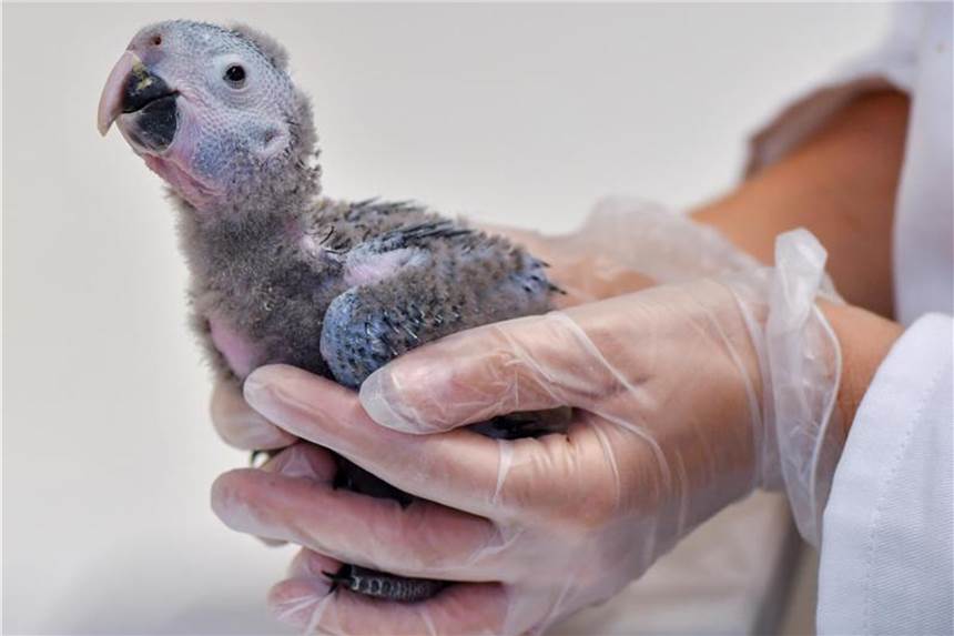 Experten warnen vor Vogelsterben Ein Küken der Art Spix-Ara (Cyanopsitta spixii). Foto: Patrick Pleul/Archiv
