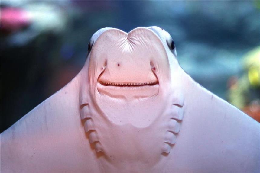 Wasserwelt ganz nah: Aquazoo öffnet nach teurer Sanierung Ein Kuhnasenrochen in seinem Wasserbecken im Aquazoo Löbbecke Museum. Foto: Ina Fassbender