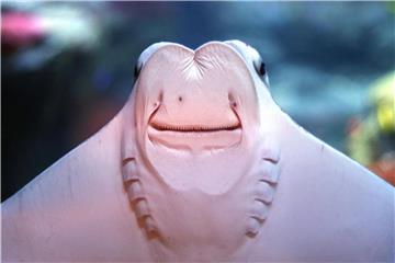 Ein Kuhnasenrochen in seinem Wasserbecken im Aquazoo Löbbecke Museum. Foto: Ina Fassbender