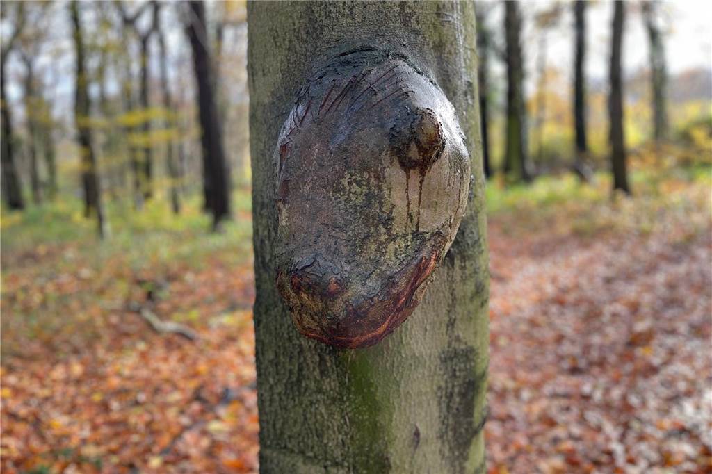 Ein lächelnder Dinosaurier, der seinen Kopf leicht dreht, blickt aus dem Stamm. Dieses Baum-Gesicht ist sogar dreidimensional. Der Baum mit dem Echsenkopf steht in Werne-Langern in einem Wald nahe der ehemaligen Schachtanlage und ist auch ohne viel Fantasie leicht auszumachen. 