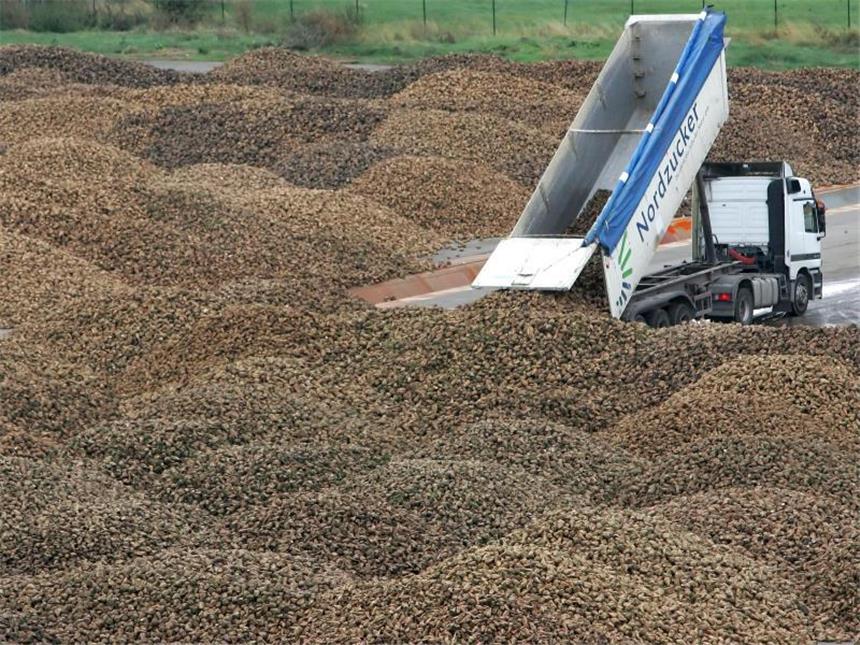 Nordzucker-Gewinn bricht massiv ein Ein Lastwagen kippt Zuckerrüben auf einen Lagerplatz der Nordzucker AG. Foto: Jens Wolf