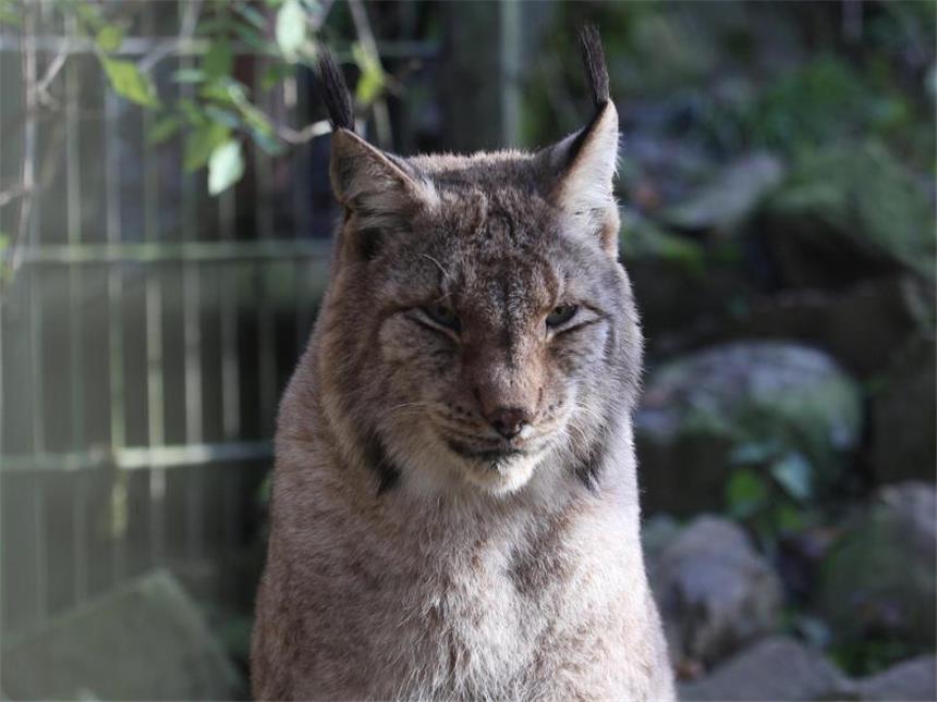 Ein Luchs. Foto: Thomas Frey/Archiv