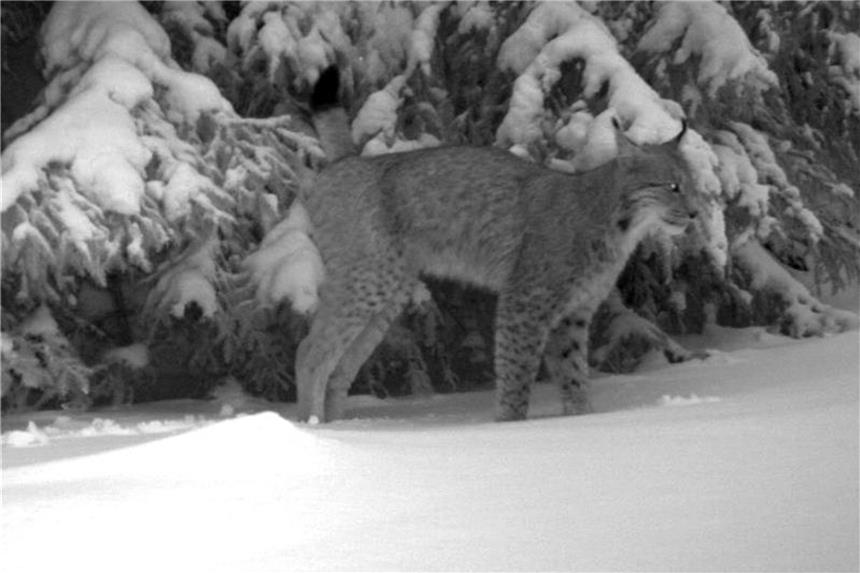 Der Luchs ist zurück im Thüringer Wald Ein Luchs ist in Thüringen in eine Fotofalle gelaufen.Foto: Dirk Hirsch/Thüringer Ministerium für Umwelt, Energie und Naturschutz/dpa