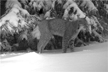 Ein Luchs ist in Thüringen in eine Fotofalle gelaufen.Foto: Dirk Hirsch/Thüringer Ministerium für Umwelt, Energie und Naturschutz/dpa