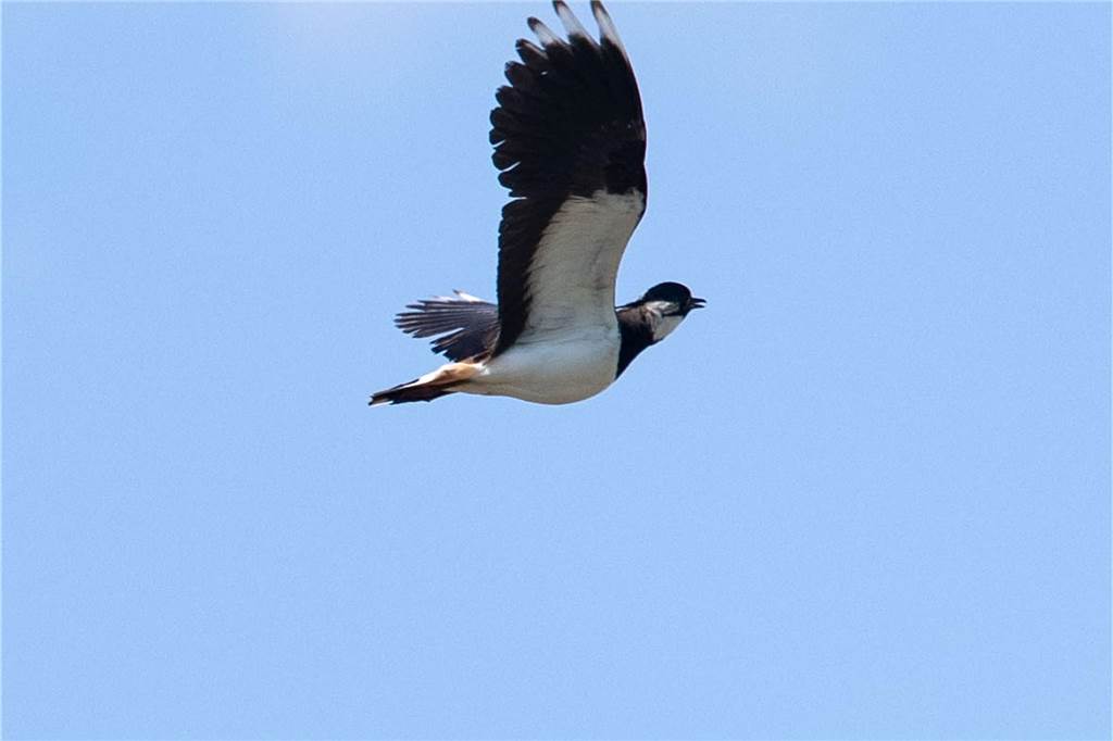 Kiebitz droht im Kreis Unna das Aussterben: Kiebitzzählung 2023: Vogel fehlt in 5 von 10 Städten Ein männlicher Kiebitz (Vanellus vanellus) fliegt am Himmel. Der Vogel wird auch Gaukler der Lüfte genannt wegen seines tollkühnen Balzflugs.