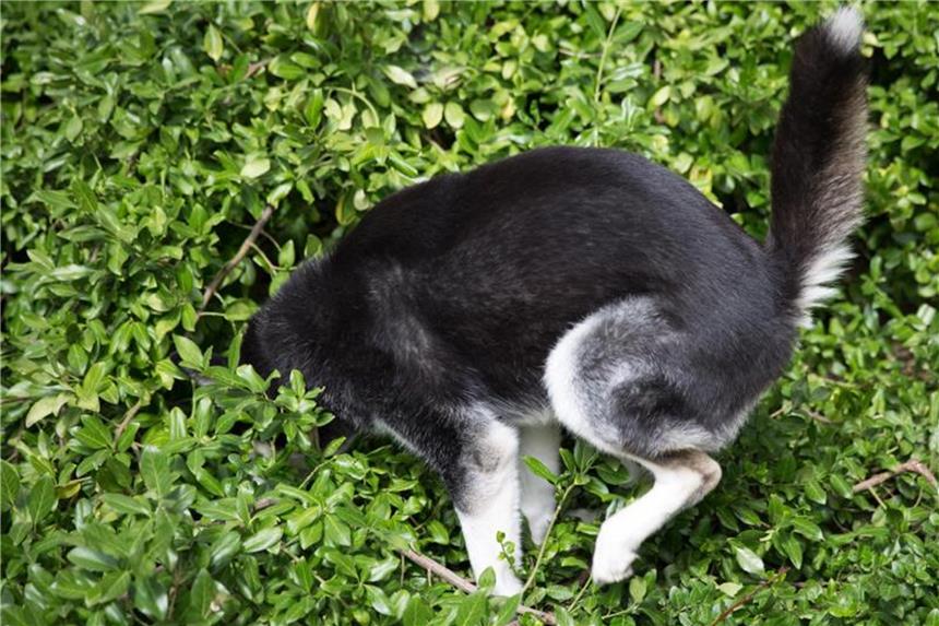 Ein Mangel an bestimmten Bakterien kann bei Hunden dazu führen, dass sie Kot anderer Tiere fressen. Foto: Florian Schuh