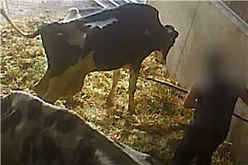 Ein Mann sticht in der Viehsammelstelle der Mecke GmbH mit einer Mistgabel auf eine Kuh ein. Zwei große Tierschutzskandale sind im vergangenen Jahr im Kreis Unna aufgedeckt worden.