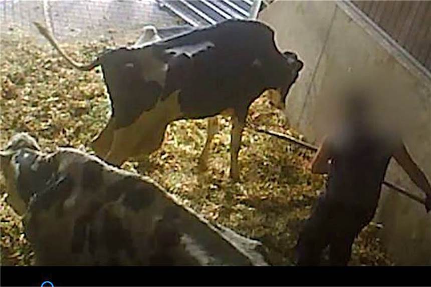 Tierquälerei und Raffgier: Die größten Skandale des Jahres im Kreis Unna Ein Mann sticht mit einer Mistgabel in der Viehsammelstelle Werne auf eine Kuh ein.