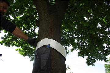Ein Mitarbeiter des Baubetriebshofs hängt an der Straße Krumme Meer eine Ringfalle auf, in die die Raupen des Eichenprozessionsspinners hineinfallen sollen.