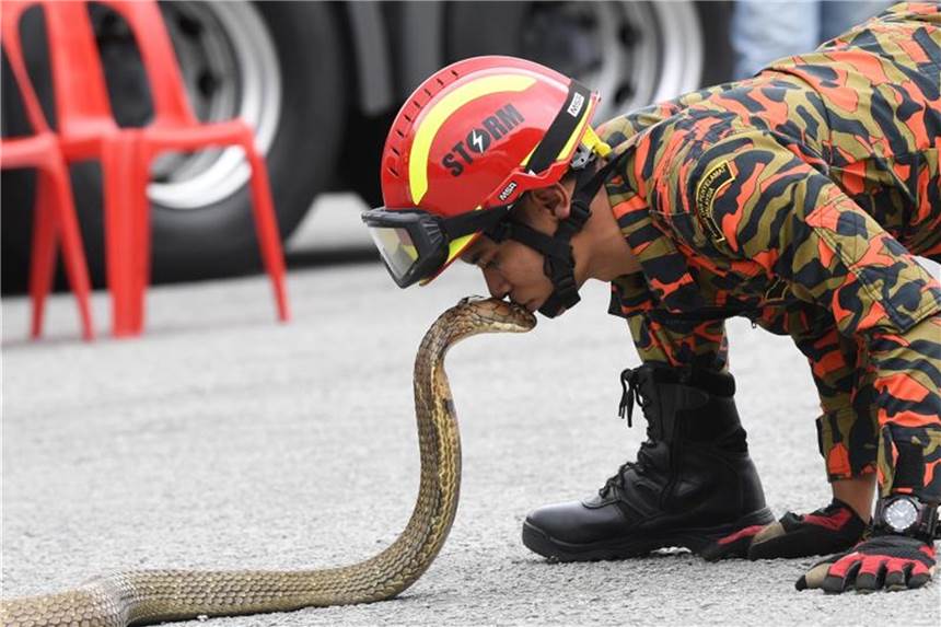 Ein Kuss für die Königskobra Ein Mitglied der örtlichen Feuer- und Rettungsstation demonstriert, wie man eine Königskobra in Schach hält. Foto: Noraini Ahmad/fotoBERNAMA
