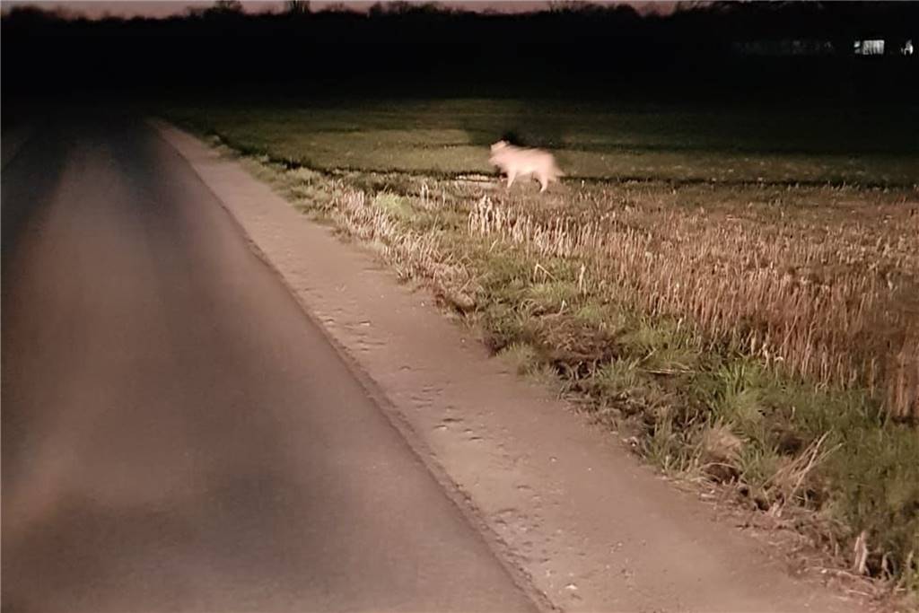 Video-Aufnahme vom Werner Wolf: Ist er nun in Ascheberg? Ein möglicher Wolf ist am Dienstagabend (8. März) in der Nähe der Reithalle in Herbern aufgetaucht.