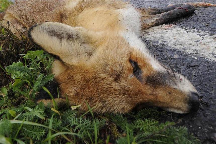 Ein nach einem Wildunfall verendeter Fuchs liegt am Rand einer Bundesstraße. Foto: Holger Hollemann