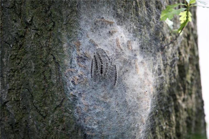 Eichenprozessionsspinner breitet sich weiter aus Ein Nest mit Eichenprozessionsspinner hängt an einem Baum. Foto: Bodo Marks/Archiv