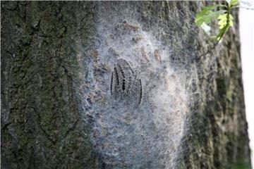 Ein Nest mit Eichenprozessionsspinner hängt an einem Baum. Foto: Bodo Marks/Archiv