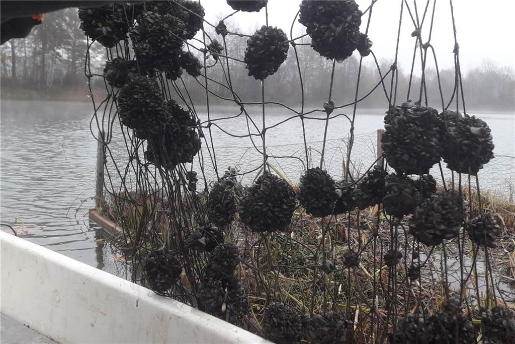 Eindrucksvolles Unterwasser-Video: Bült-Baggersee steckt voller Leben Ein Netz mit Dreikantmuscheln, die die Mitglieder bei der Kontrolle und Pflege der Wasserinseln entdeckten.