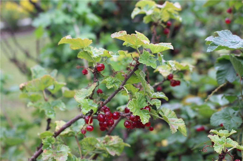 Walter Stenzel baut im Garten Kartoffeln und Chilis an – „die sind tödlich“ Ein paar Johannisbeeren gibt es noch. Doch die Ernte ist eigentlich vorbei.