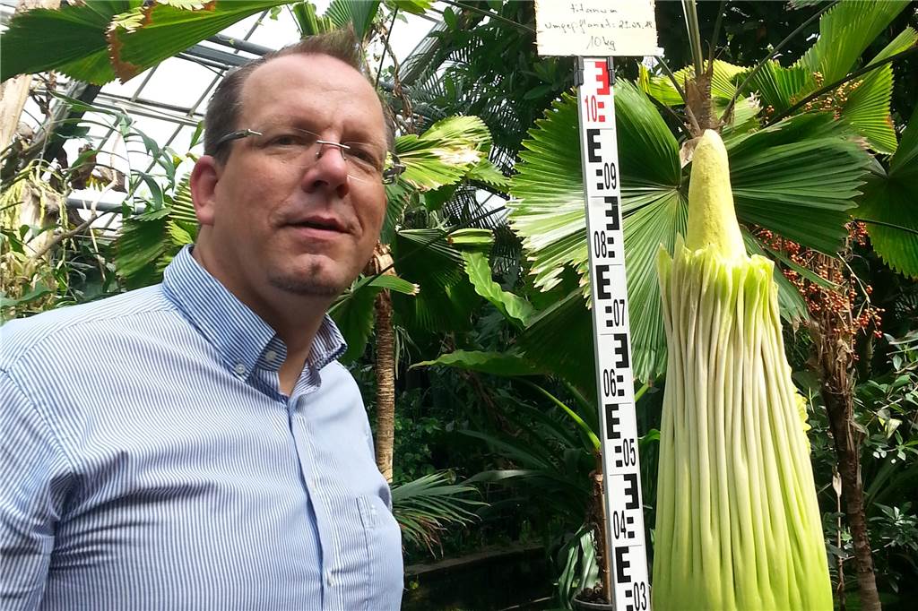 Titanenwurz blüht diese Woche im Rombergpark - und wird tierisch stinken Ein paar Tage braucht der Titanenwurz noch bis zur Blüte. Bis dahin wird der Direktor des Botanischen Gartens Rombergpark, Dr. Patrick Knopf, sehr gut auf die Pflanze aufpassen.