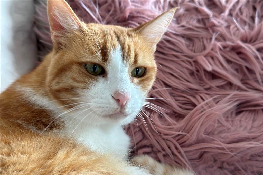 Aus für Streunerkatzenprojekt: „Ich hatte kein normales Leben mehr“ Ein paar Tiere hat die Katzenliebhaberin ganz privat. Im Bild Merle.