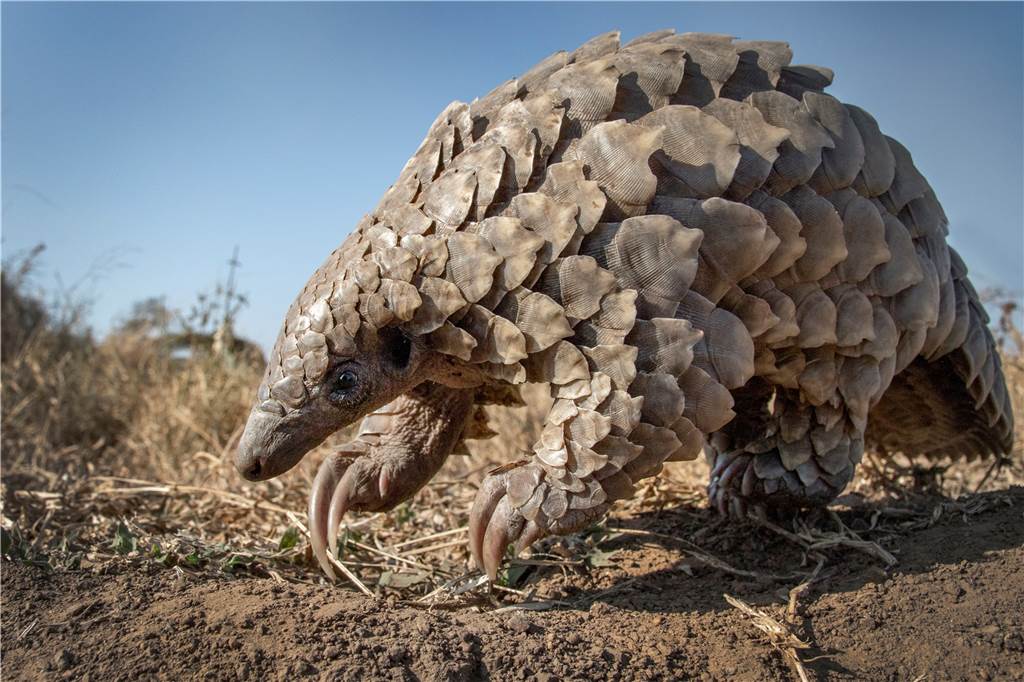 Geerbte Pinguine und Wildschweine im Wohnzimmer: Lustige Tiermeldungen aus NRW in 2022 Ein Pangolin Männchen