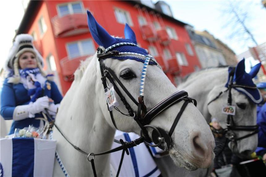 Ein Pferd nimmt am Rosenmontagszug teil. Foto: Rolf Vennenbernd