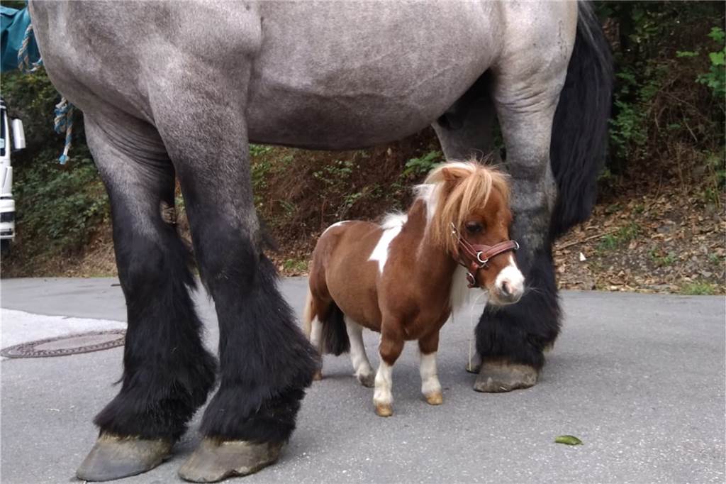 Pumuckel (2) ist das kleinste Pony der Welt – und ein riesiger Medien-Star Ein Pferd und ein Mini-Pony. Der Größenunterschied könnte kaum krasser sein.