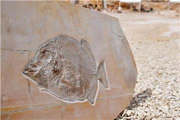 Ein präpariertes Fossil eines Kugelzahnfischs im Steinbruch bei Wattendorf. Foto: Matthias Merz