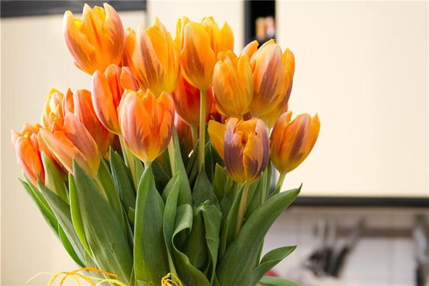 Blätter frischer Tulpen quietschen Ein Qualitätsmerkmal frischer Tulpen ist das Quietschen ihrer Blätter, wenn man den Strauß bewegt und sich das Grün dabei berührt. Foto: Andrea Warnecke