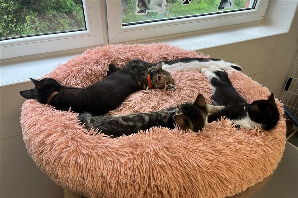 Katzengnadenhof steht vor dem Kollaps: „Das ist eine seelische Belastung“ Kitten kuscheln sich zusammen auf ein großes Kissen.