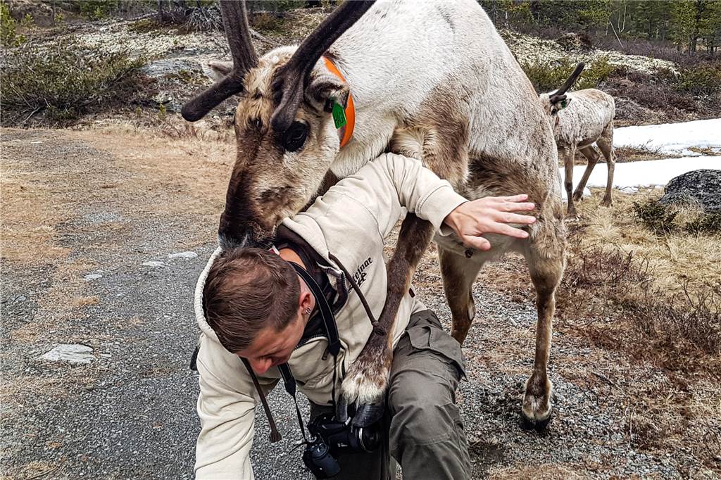 Sven Bieckhofe wartet stundenlang auf Wölfe und andere Wildtiere Ein Rentier möchte Sven Bieckhofe besteigen. Er kniet auf dem Boden und das Rentier klammert sich an den Rücken des Fotografen.