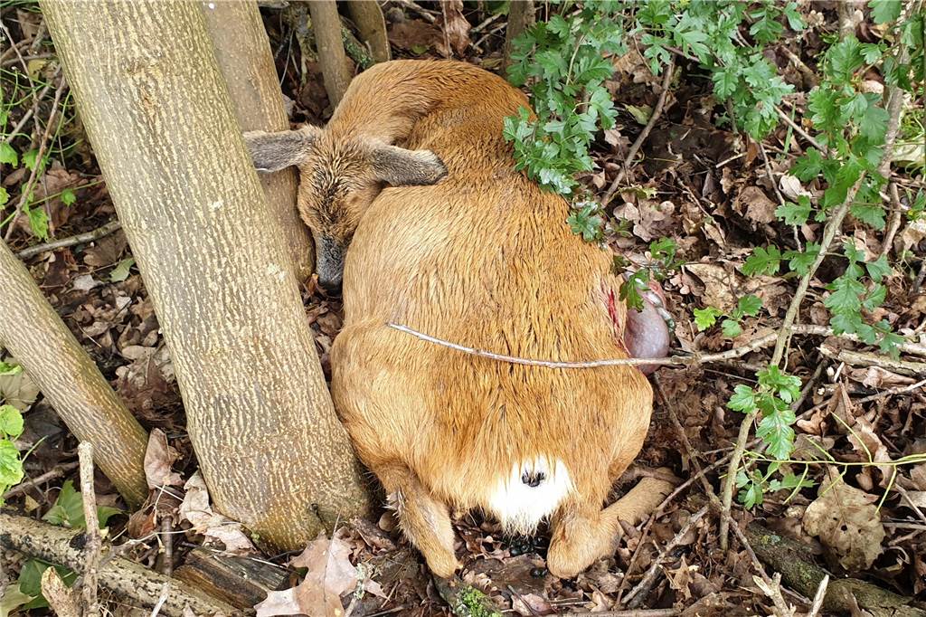 Tragödien im Wald: Rehkitz stirbt im Garten von „mitfühlenden“ Menschen Ein Resultat menschlichen Fehlverhaltens: 2020 riss ein freilaufender Hund in Dorsten die Ricke. Sie verendete neben ihren beiden Kitzen. Auch sie starben.