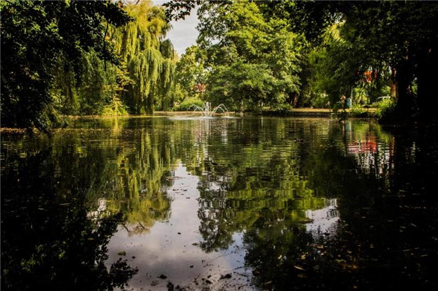 Wels versus Küken: Wer überlebt am Offenbacher Teich? Ein Risenwels hat fast alle Teichbewohner vertilgt. Foto: Andreas Arnold