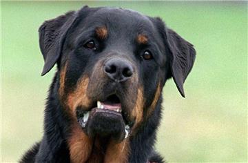 Ein Rottweiler soll in Duisburg ein zweijähriges Mädchen angefallen haben. Im Prozess gegen den Halter sagten Zeugen aus, dass es nicht die erste Attacke des Tieres gewesen sei.