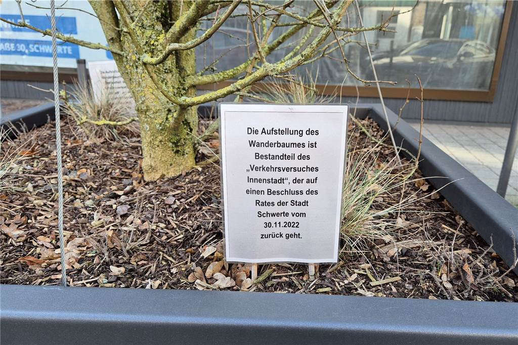 „Wanderbaum“ blockiert Parkplatz in der City – bald verschwindet er Ein Schild erklärt Passanten den Hintergrund des "Wanderbaumes".