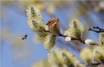 Ein Schmetterling der Art "Kleiner Fuchs" sitzt am 15.03.2017 in Altheim (Baden-Württemberg) auf einer blühenden Weide, während eine Biene vorbeifliegt. 