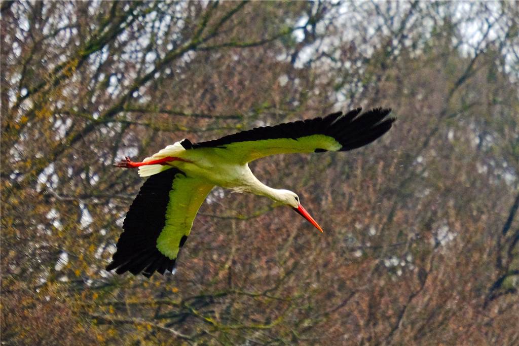 Brüggemanns hoffen auf Storchenbabys an der Haarmühle in Alstätte Weißstorch im Flug