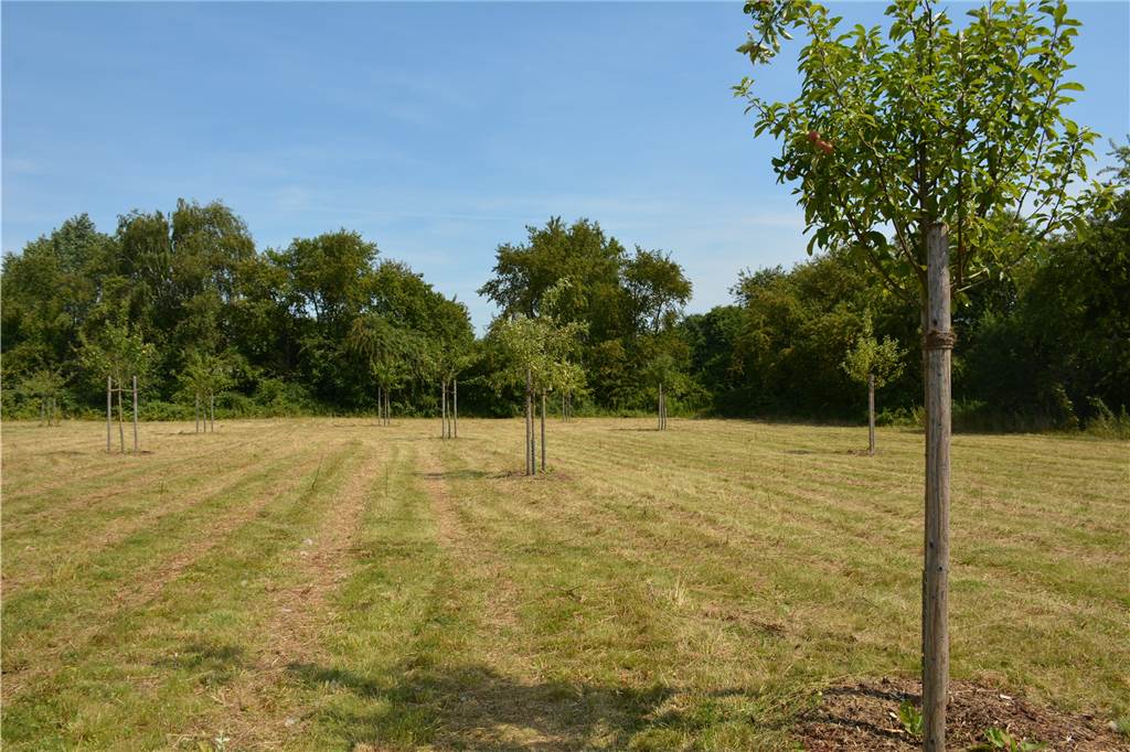 Halterns Blumenwiese im Westuferpark abgemäht - Das ist der Grund Ein schönes Stück Natur ist die Streuobstwiese im Westuferpark.