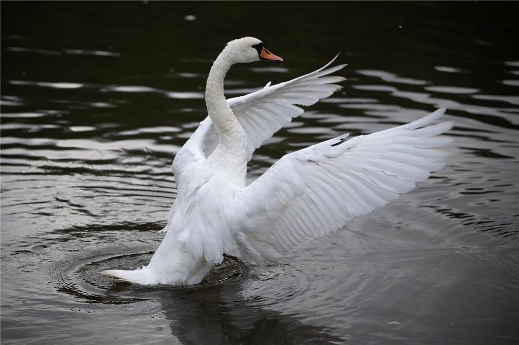 Schloss Nordkirchen ohne Schwäne: „Warum sind die Vögel verschwunden?“ Ein Schwan flattert am Morgen auf der Mosel mit den Flügeln. In Nordkirchen lässt sich das zurzeit nicht beobachten.