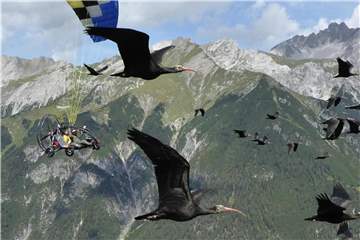 Ein Schwarm von Waldrappen fliegt über die Alpen. Foto: C. Esterer/Waldrappteam