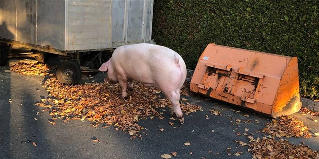 Entlaufenes Schwein in Herbern hält am Montagmorgen Dorf in Atem Ein Schwein ist am Montagmorgen in Herbern auf Wanderschaft gegangen.