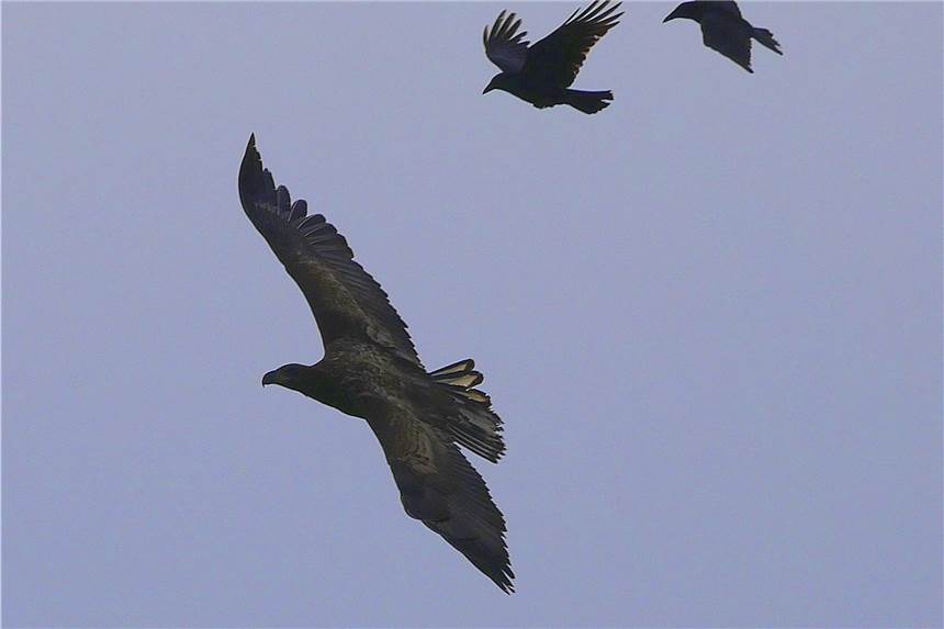 Imposante Seeadler an den Lüntener Fischteichen gesichtet Ein Seeadler kann eine Flügelspannweite von 2,40 Metern erreichen.