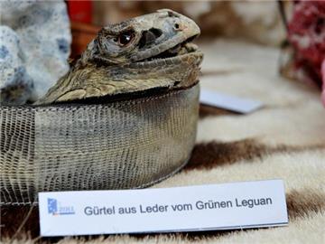 Ein sichergestellter Gürtel vom Grünen Leguan wird vom deutschen Zoll präsentiert. Die Fahnder stellten rund 160 000 Tiere, Pflanzen und exotische Mitbringsel sicher.
