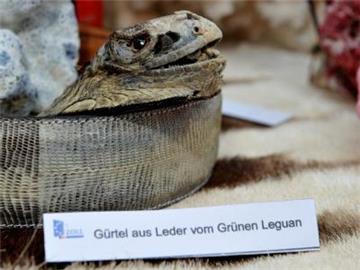 Ein sichergestellter Gürtel vom Grünen Leguan wird vom deutschen Zoll präsentiert. Die Fahnder stellten rund 160 000 Tiere, Pflanzen und exotische Mitbringsel sicher.