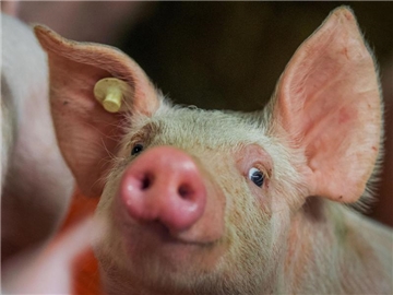 Ein sieben Wochen altes Ferkel tobt durch den Stall. Foto: Friso Gentsch