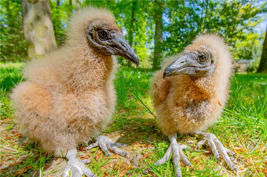 Süßer Geier-Nachwuchs aus dem Dortmunder Zoo Ein Sonnenbad haben die beiden jungen Rabengeier bei einem Ausflug auf eine Wiese genommen.