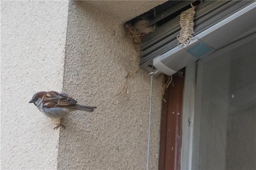 Vogelschützer sichern Spatz & Co. Stadtreviere Ein Spatz an der Hauswand der Grundschule am Stadtpark Steglitz in Berlin. Wenn Gebäude gedämmt werden, ist das gut für Umwelt und Heizkosten, doch Vögel haben oft das Nachsehen. Foto: Jörg Carstensen