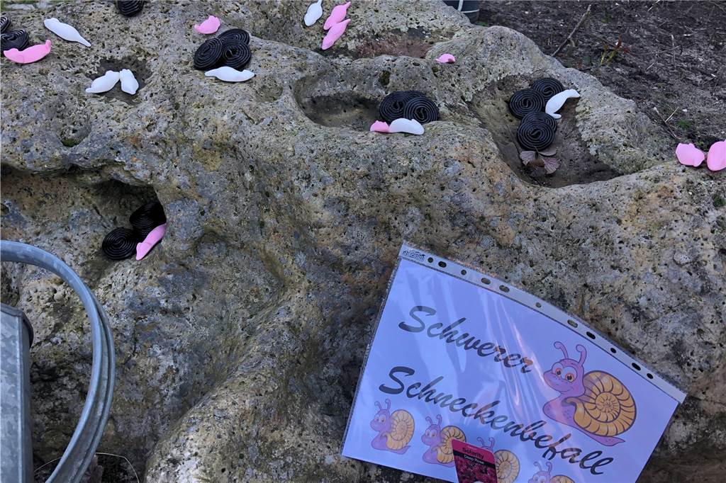 Karneval trotz Krieg und Corona: „Es bleibt ein blöder Beigeschmack“ Ein Stein mit starkem (Lakritz-) Schneckenbefall
